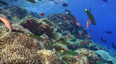 a large group of fish swimming over a coral reef