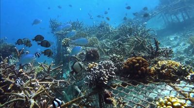 a group of fish swimming over a coral reef