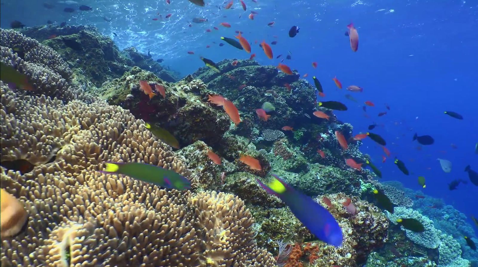 a large group of fish swimming over a coral reef