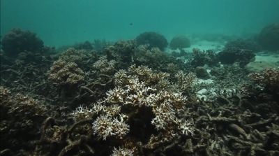 an underwater view of a coral reef in the ocean