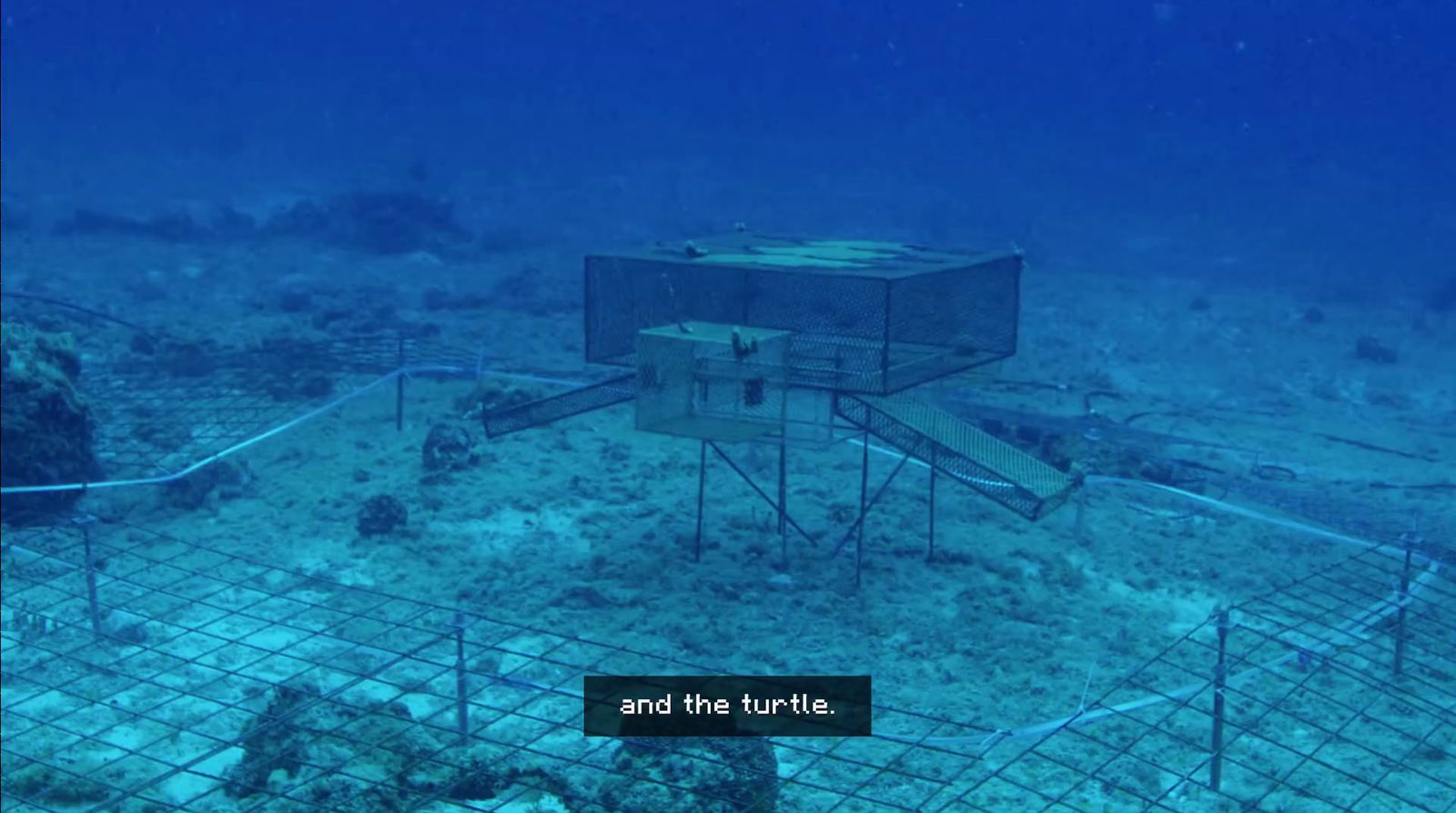 a cage on the bottom of a coral reef