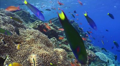 a large group of fish swimming over a coral reef