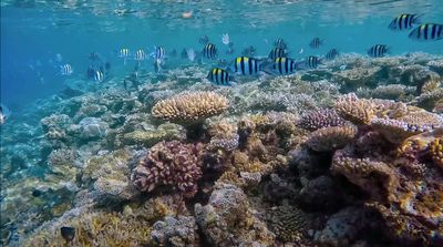 a large group of fish swimming over a coral reef