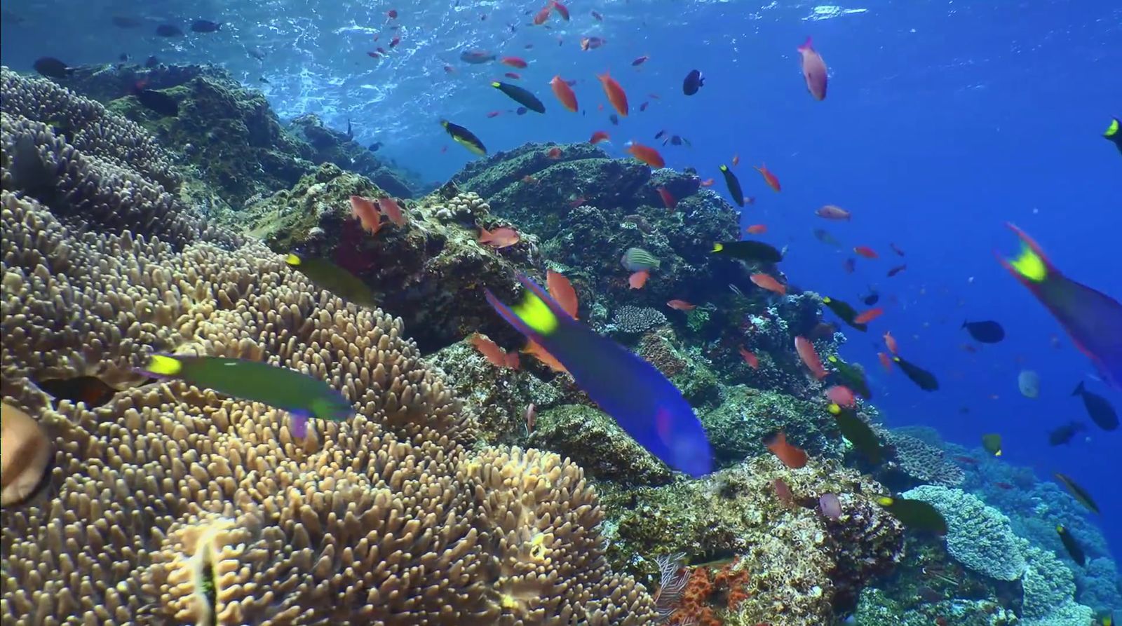 a large group of fish swimming over a coral reef