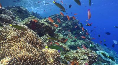 a large group of fish swimming over a coral reef