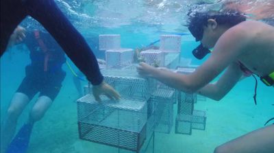 a group of people standing around a cage in the water