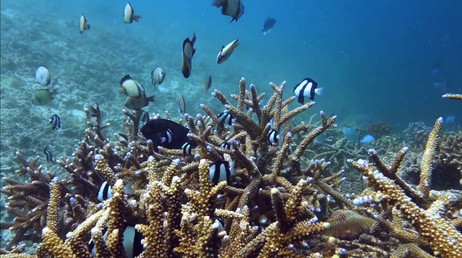 a group of fish swimming over a coral reef