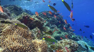 a large group of fish swimming over a coral reef