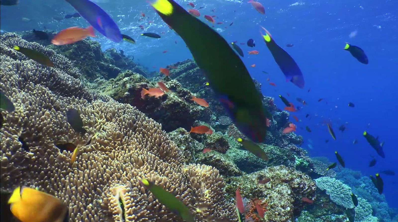 a group of fish swimming over a coral reef