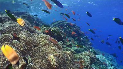 a large group of fish swimming over a coral reef