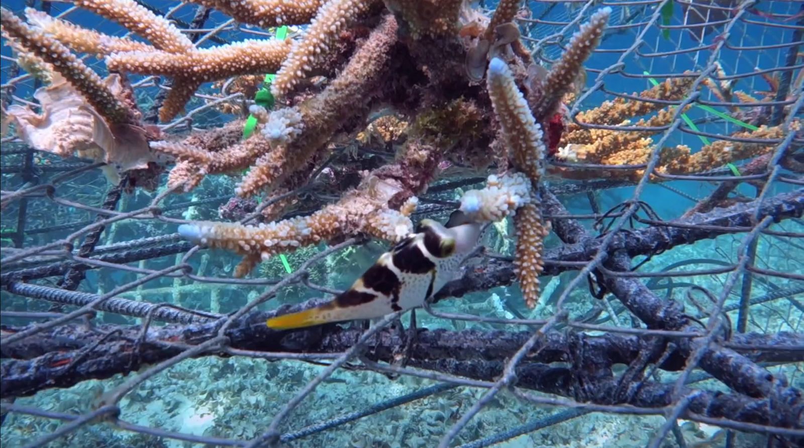 a black and white fish in a caged coral reef