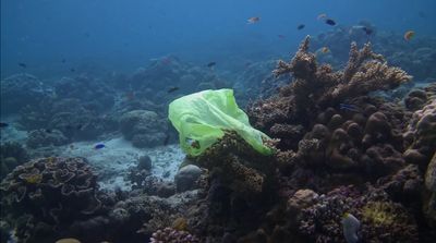 a green plastic bag on a coral reef