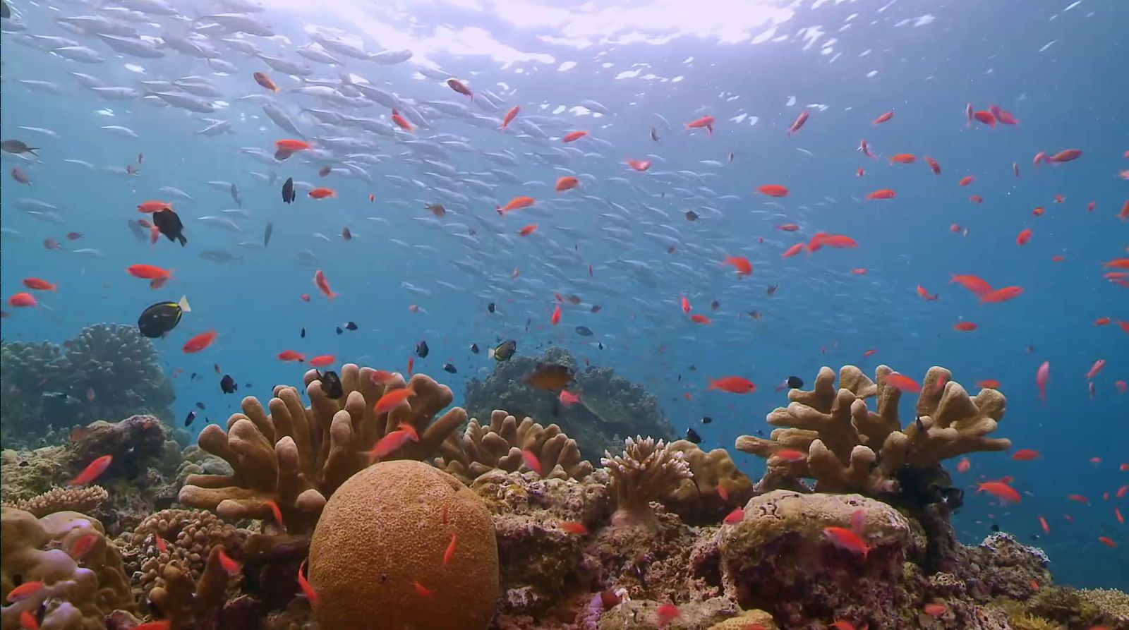 a large group of fish swimming over a coral reef