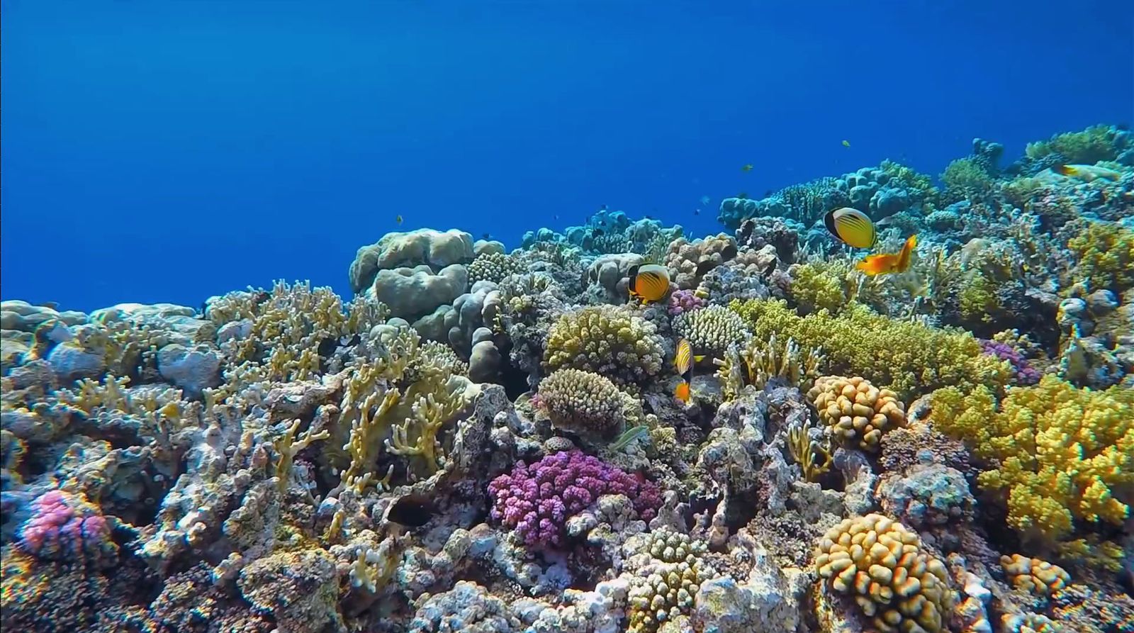 a coral reef with many different types of corals