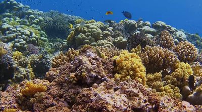 a large group of fish swimming over a coral reef