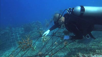 a man in a scuba suit is on a coral reef