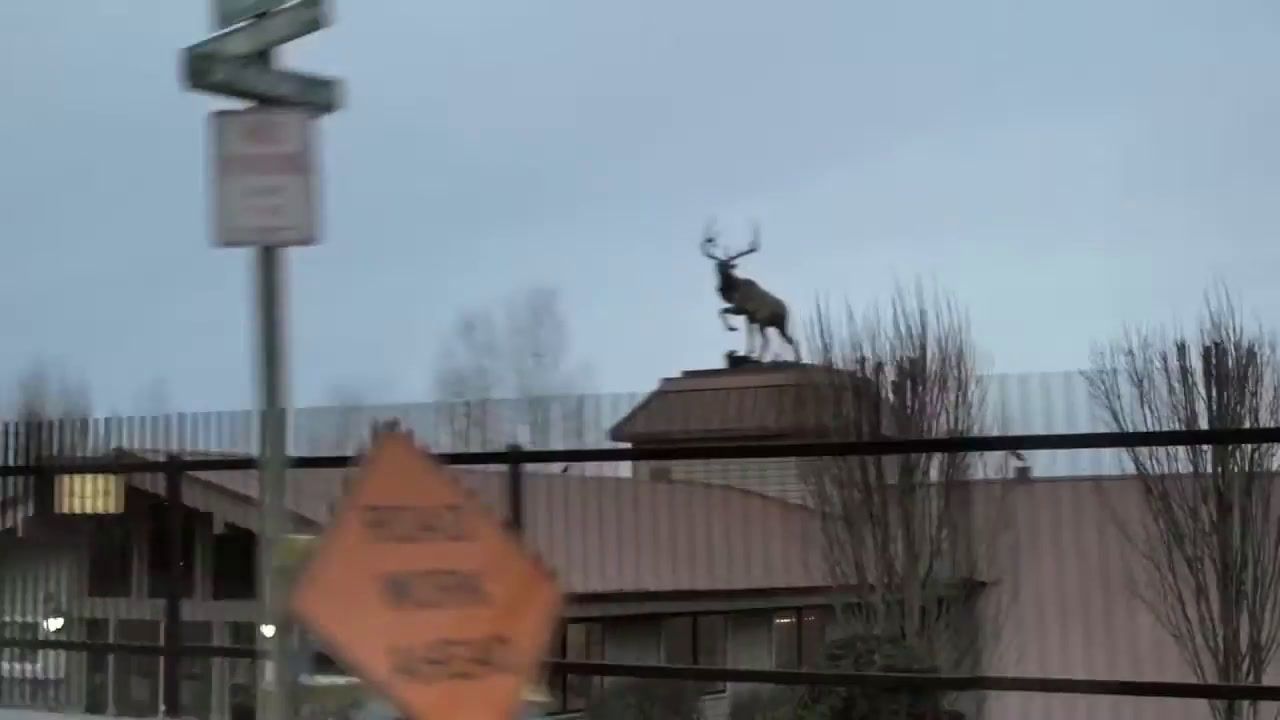a deer statue on top of a building next to a traffic light