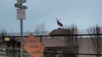 a deer statue on top of a building next to a traffic light