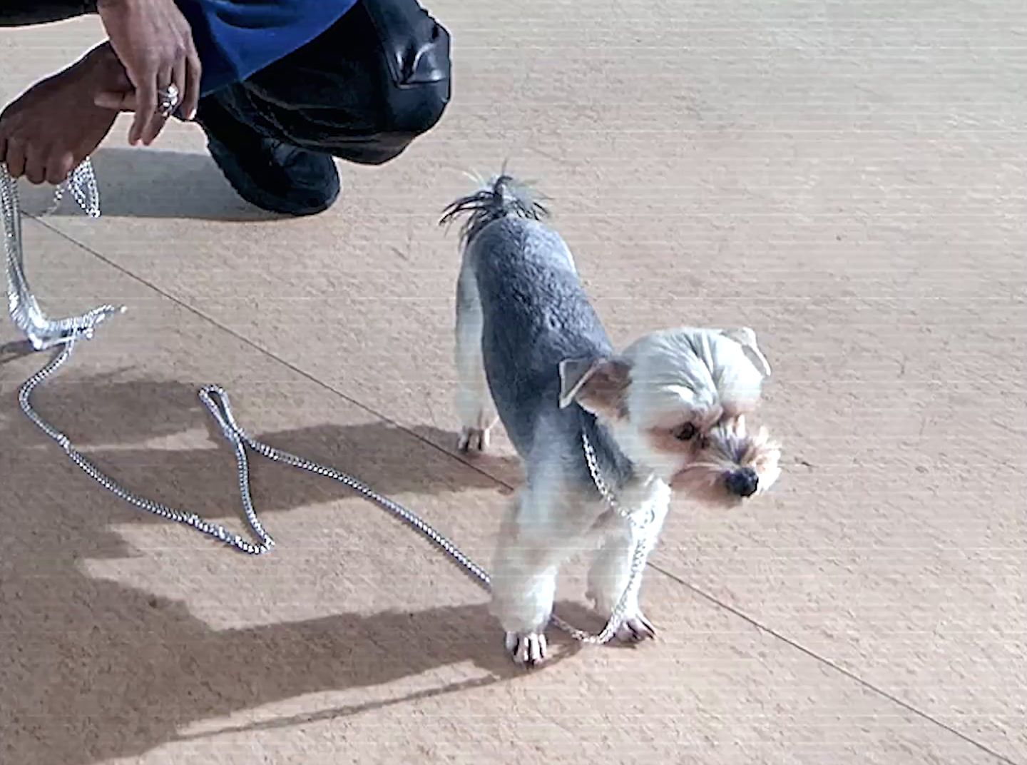 a small dog on a leash being walked by a man