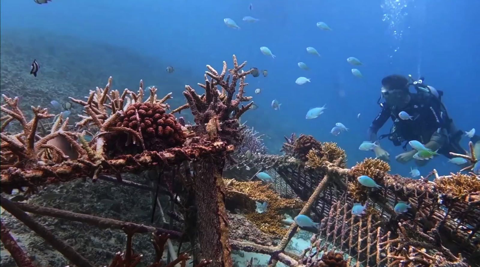 a scuba diver swims over a coral reef