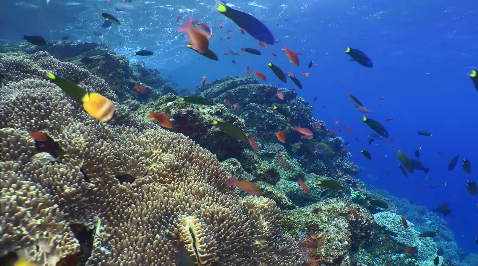 a large group of fish swimming over a coral reef