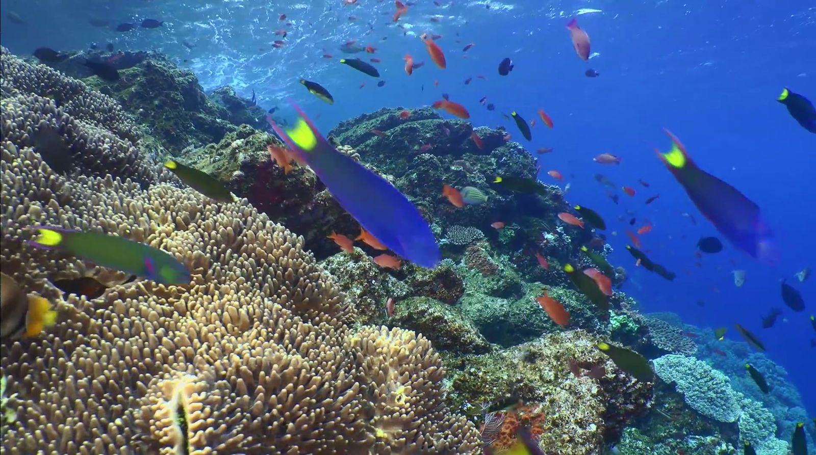 a large group of fish swimming over a coral reef