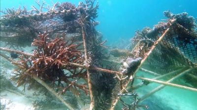 a bunch of seaweed that are in the water