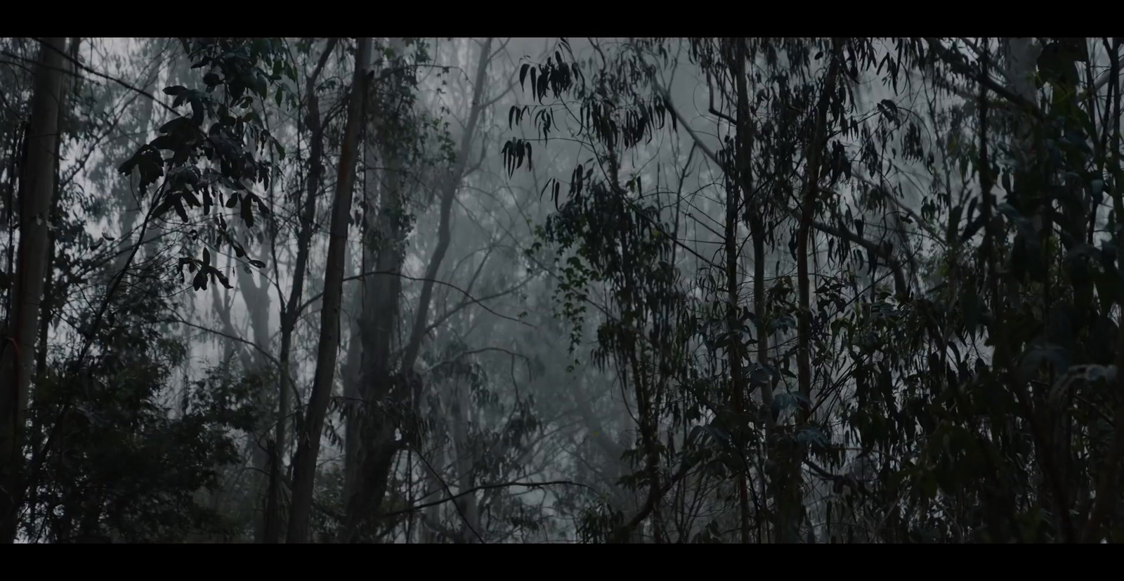 a forest filled with lots of trees covered in rain