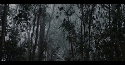 a forest filled with lots of trees covered in rain