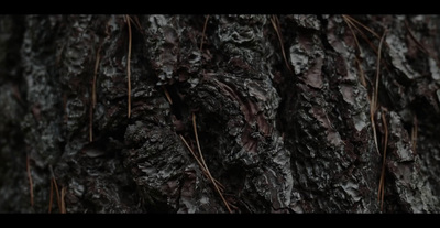 a close up view of a tree trunk