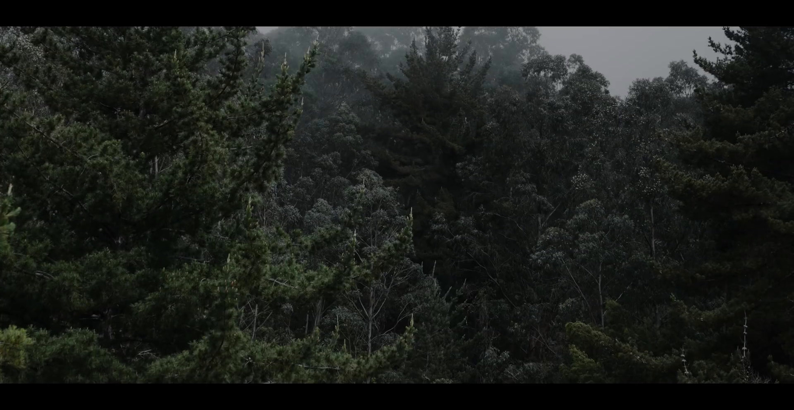 a forest filled with lots of trees covered in fog