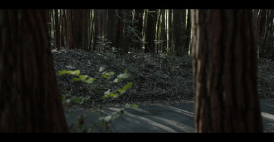 a blurry photo of a path through a forest