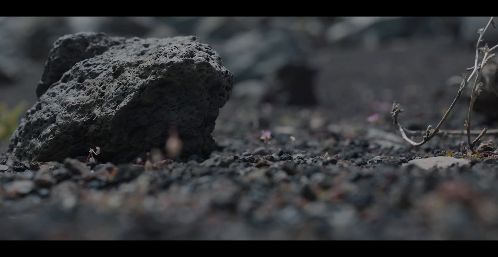 a close up of a rock with a plant growing out of it