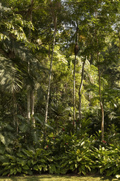 a lush green forest filled with lots of trees