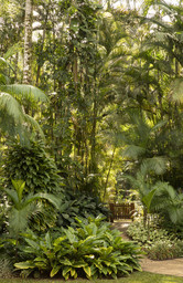 a bench sitting in the middle of a lush green forest