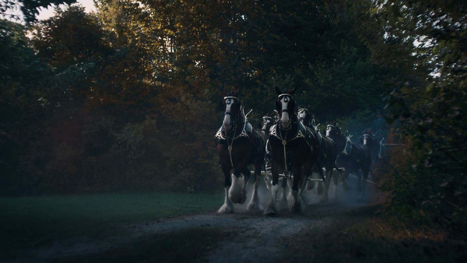 a group of people riding on the back of horses