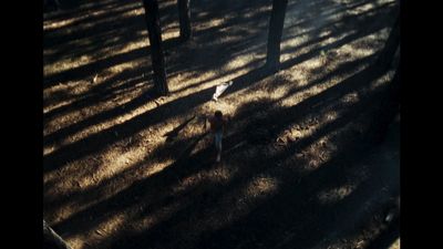 a dog standing in the middle of a forest