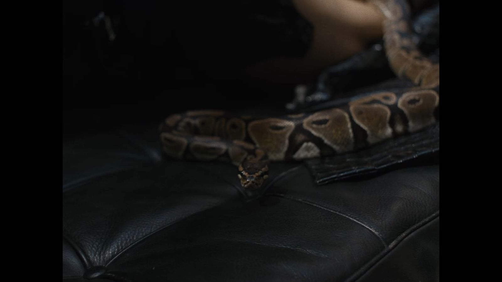 a close up of a snake on a couch