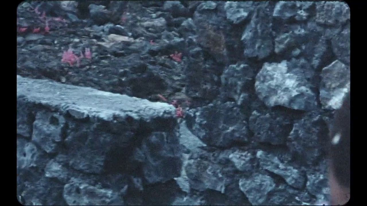 a stone wall with red flowers growing on it