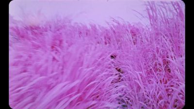 a field of purple grass with a sky in the background