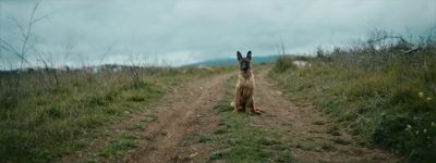 a dog sitting on a dirt road in the middle of a field