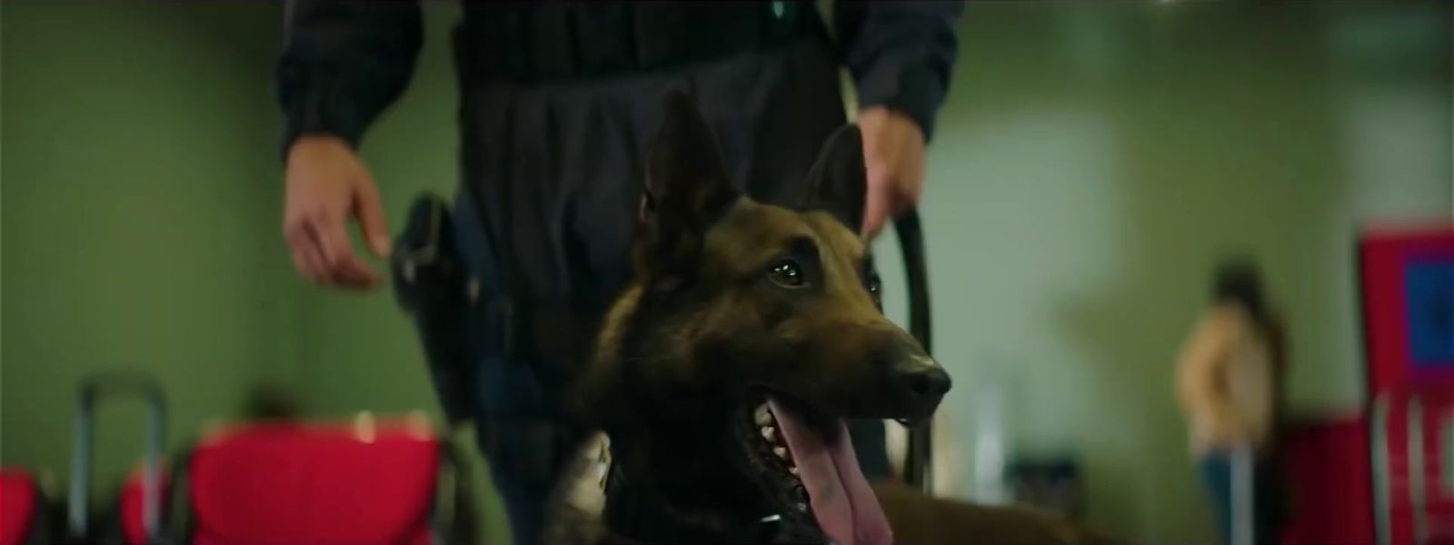 a german shepard dog with its tongue hanging out