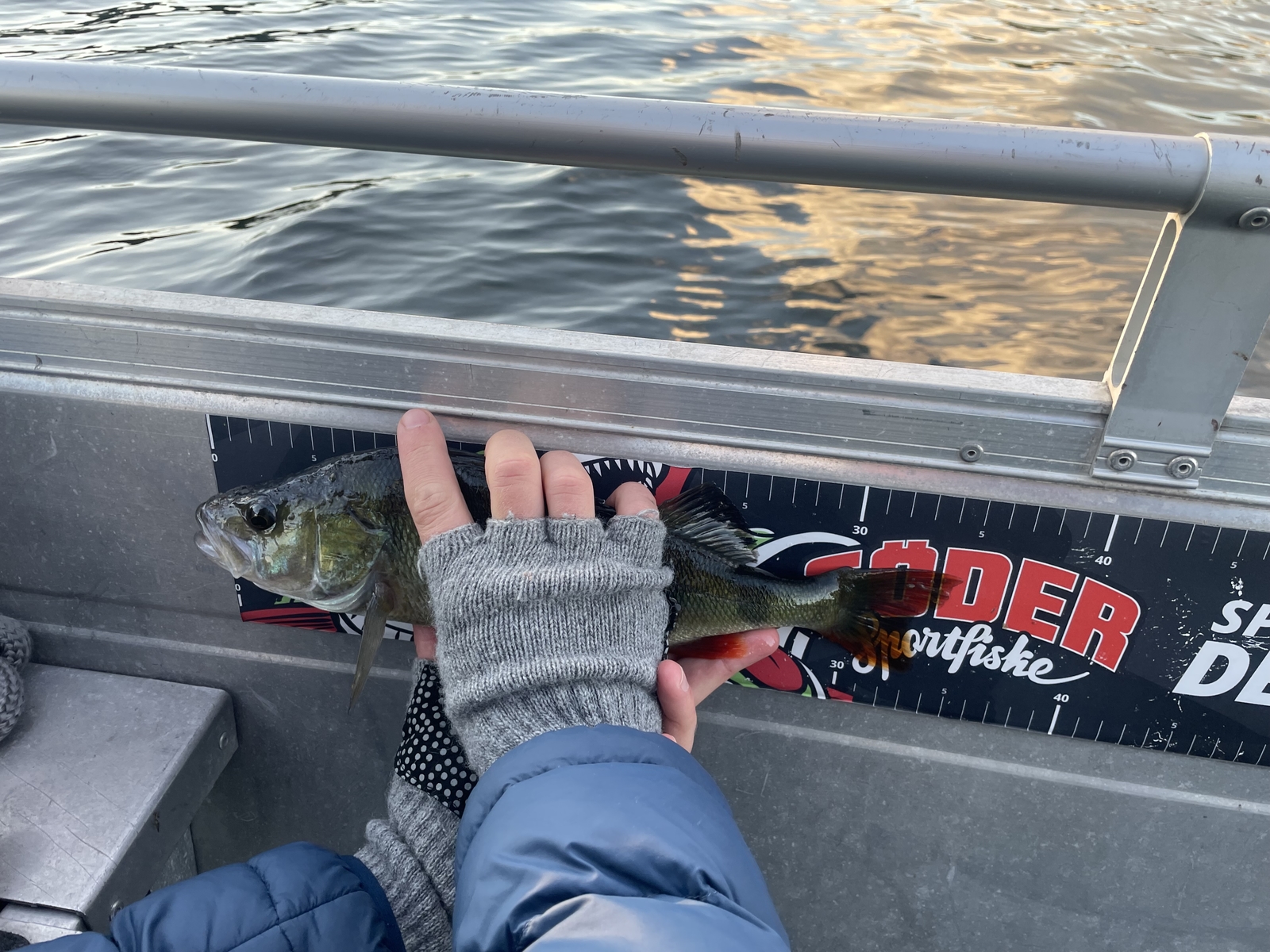 a person holding a small fish in their hand