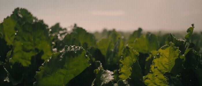 a field of green leafy plants with a sky background