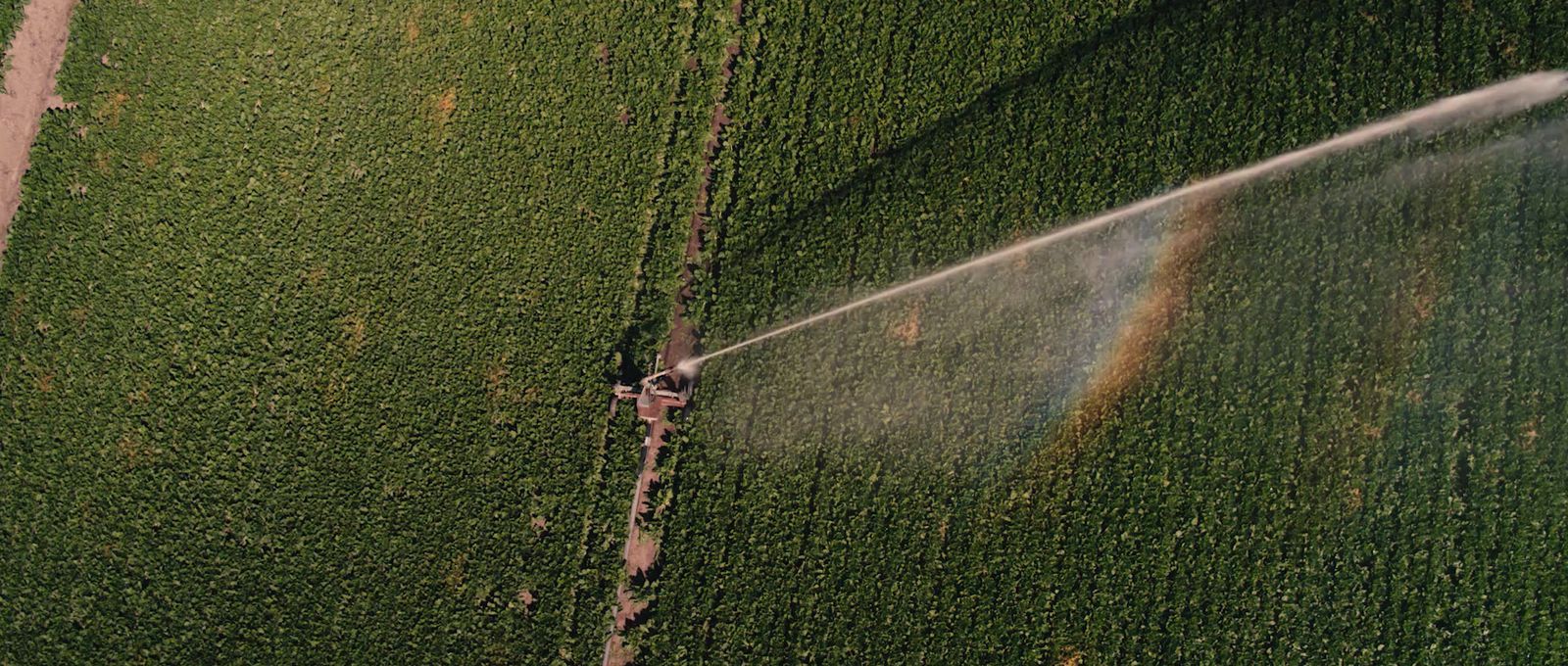 an aerial view of a sprinkler spraying water on a field