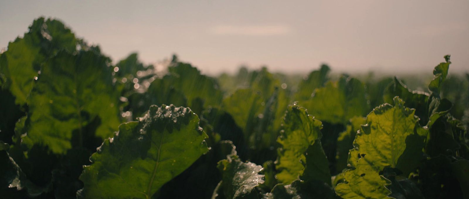 a field full of green leafy plants on a sunny day