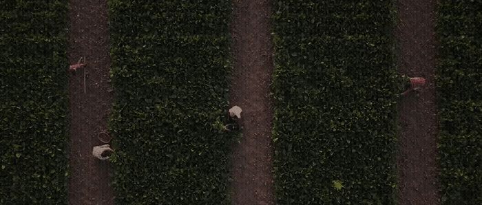 a couple of sheep standing on top of a lush green field