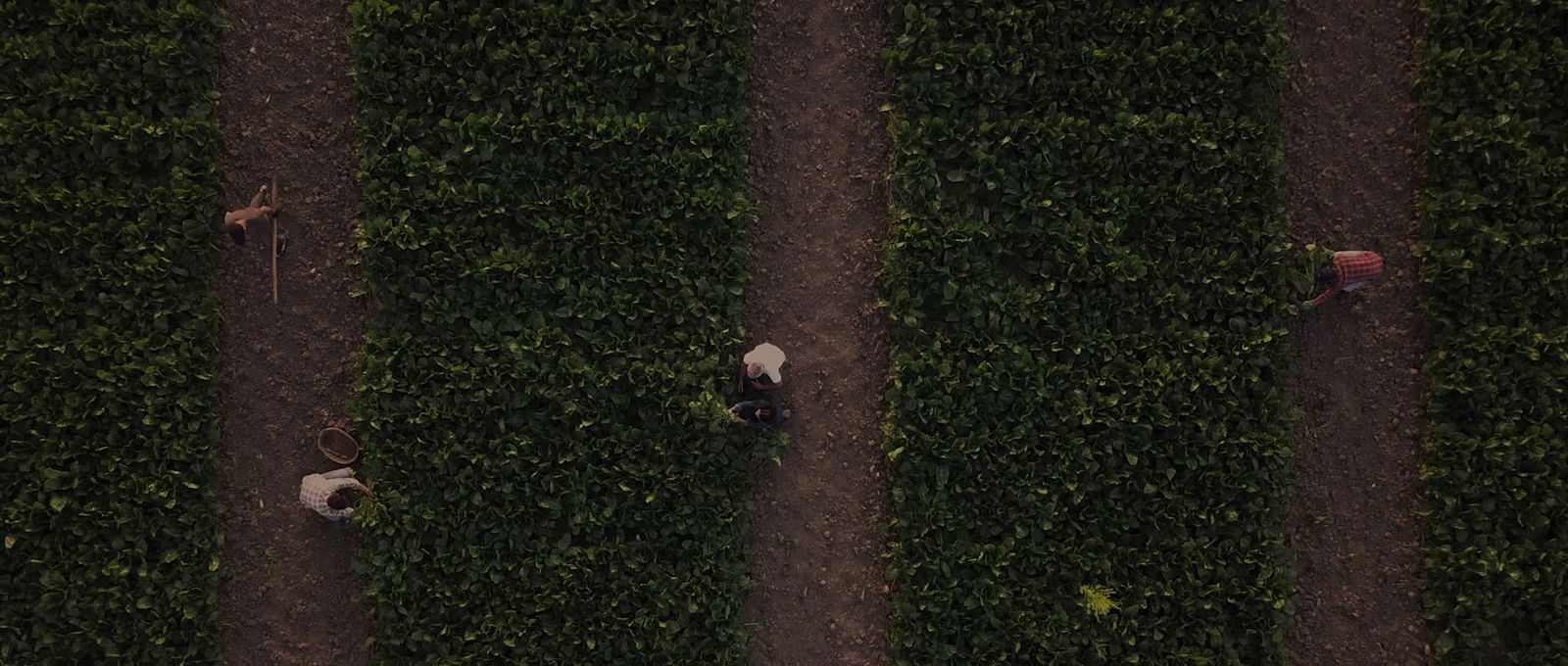 a couple of people standing on top of a lush green field