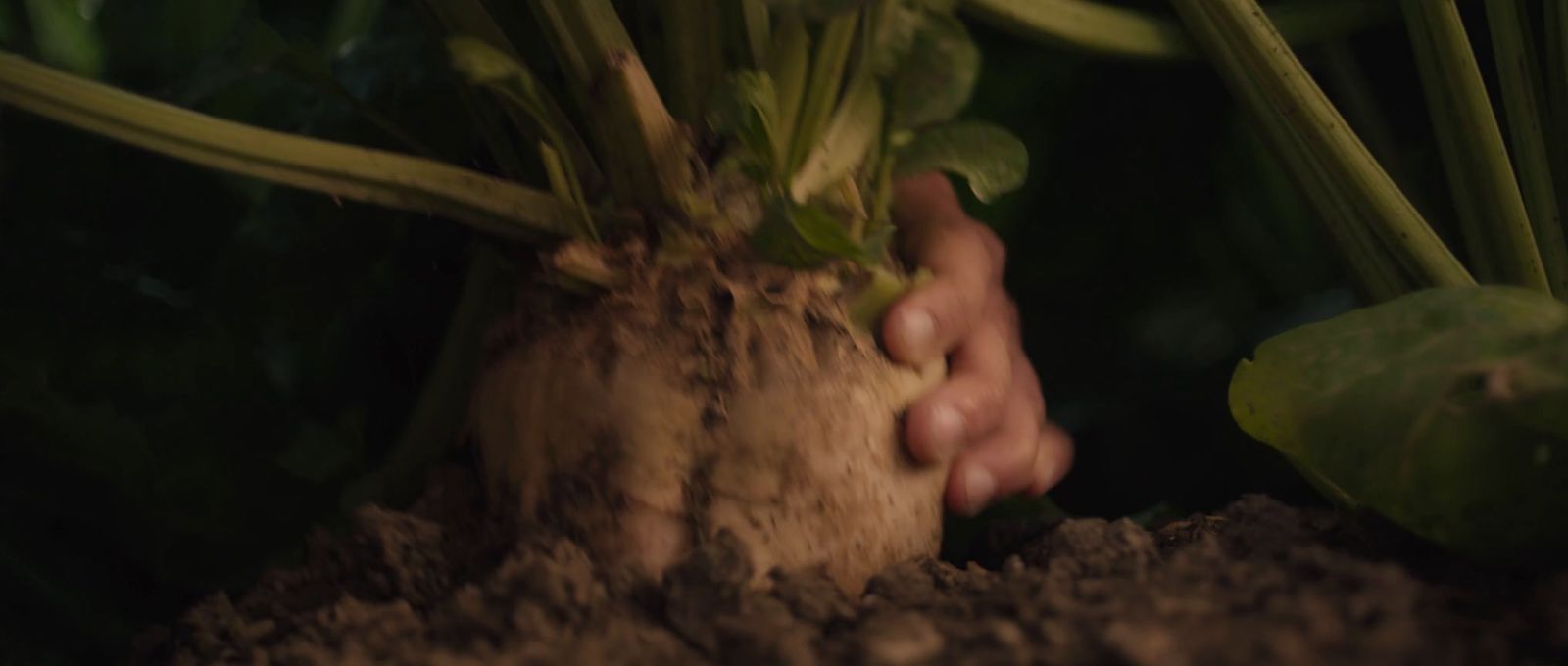 a close up of a person holding a plant in dirt