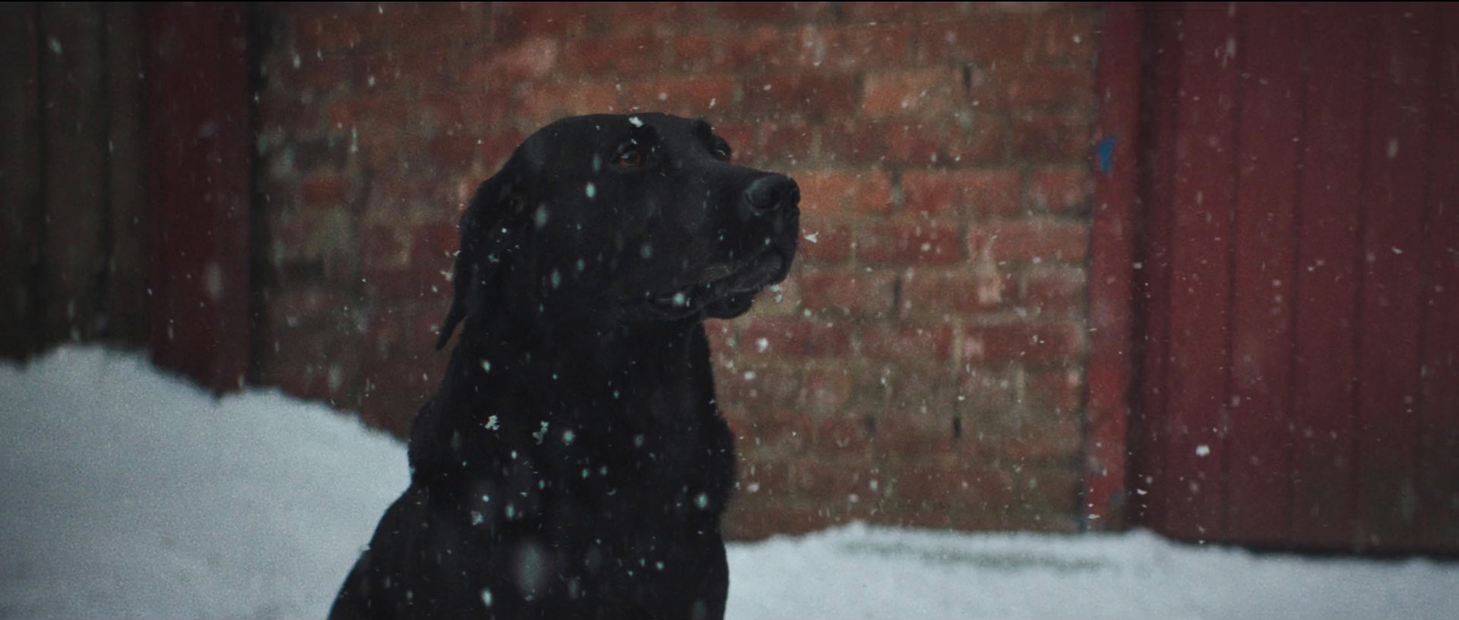 a black dog is sitting in the snow